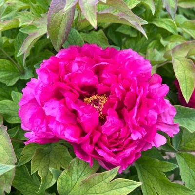 product-500-500 product-500-500