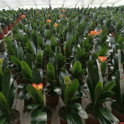 Sadenice kvetov Clivia