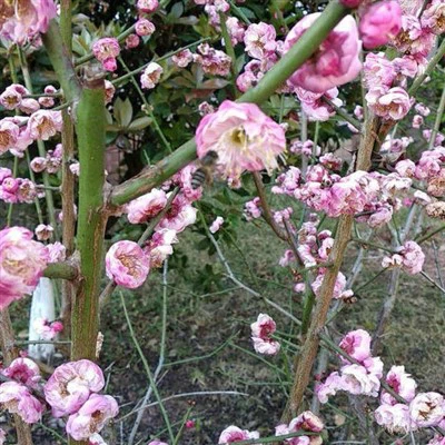 Sadenice slivkového kvetu